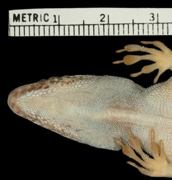 Media type: image;   Herpetology R-71068 Aspect: head ventral